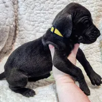 Black female yellow, a female Great Dane for sale in Lake City, FL – Photo 4 of 8