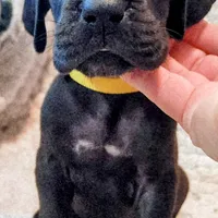 Black female yellow, a female Great Dane for sale in Lake City, FL – Photo 1 of 8