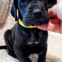 Black female yellow, a female Great Dane for sale in Lake City, FL – Photo 7 of 8