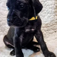 Black female yellow, a female Great Dane for sale in Lake City, FL – Photo 8 of 8