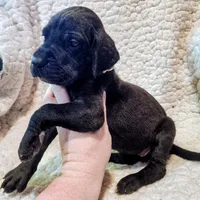 Black female yellow, a female Great Dane for sale in Lake City, FL – Photo 3 of 8