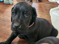 Black female , a female Great Dane for sale in Lake City, FL – 6 of 6