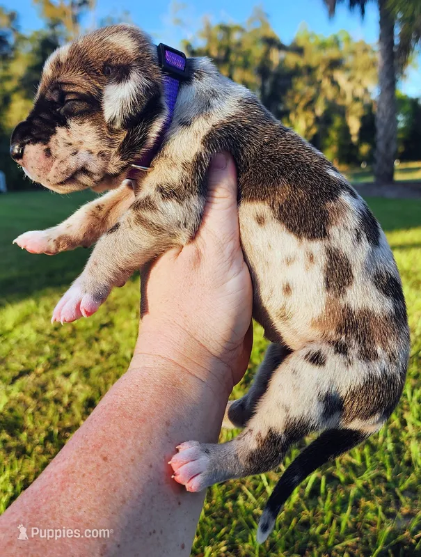Fawn harlequin female purple – Great Dane puppy for sale in Lake City, FL