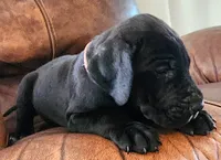 Black female , a female Great Dane for sale in Lake City, FL – 2 of 6