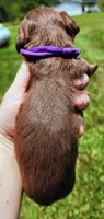 Chocolate and tan long hair female, a female Miniature Dachshund for sale in Lake City, FL – 4 of 5