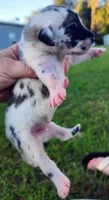 Fawn harlequin male, a male Great Dane for sale in Lake City, FL – 2 of 5