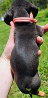 Black and tan pink collar female, a female Miniature Dachshund for sale in Lake City, FL – 5 of 7