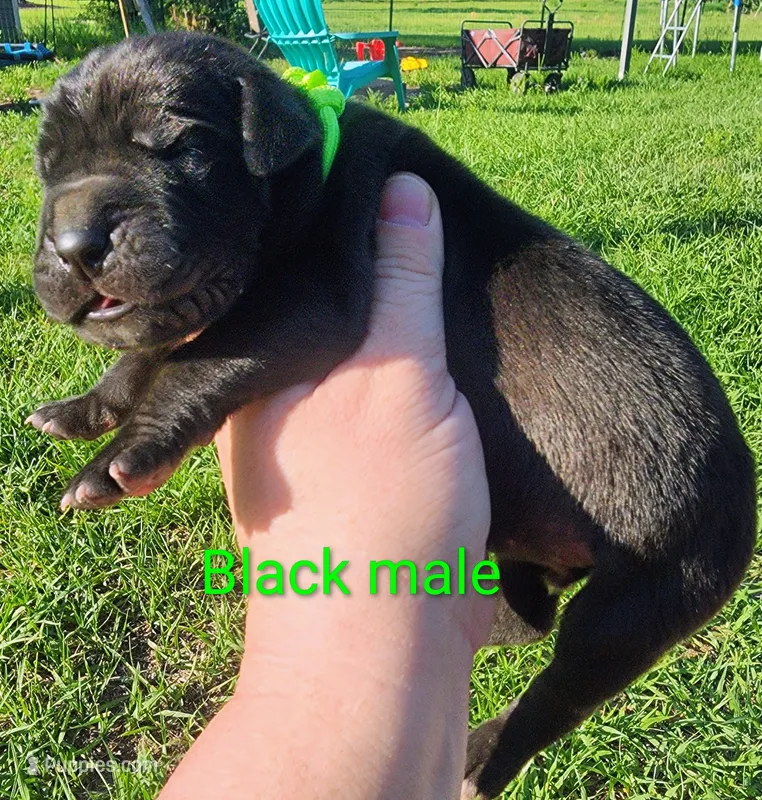 Black male  – Great Dane puppy for sale in Lake City, FL