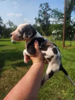 Harlequin male, a male Great Dane for sale in Lake City, FL – 4 of 4