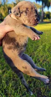 Fawn merle female, a female Great Dane for sale in Lake City, FL – 6 of 8