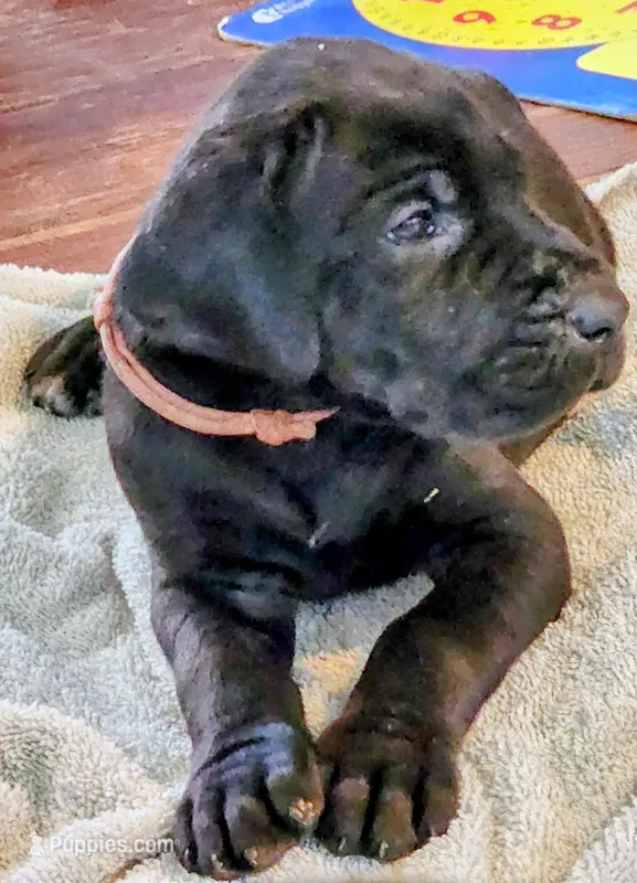 Black female  – Great Dane puppy for sale in Lake City, FL