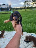 Black and tan pink collar female, a female Miniature Dachshund for sale in Lake City, FL – 2 of 7