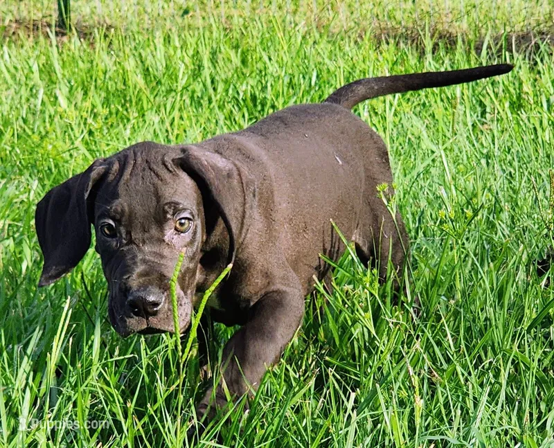 Black Male – Great Dane puppy for sale in Lake City, FL
