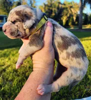 Blue fawn merle male, a male Great Dane for sale in Lake City, FL – 6 of 6