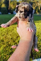 Fawn harlequin female purple, a female Great Dane for sale in Lake City, FL – 2 of 6