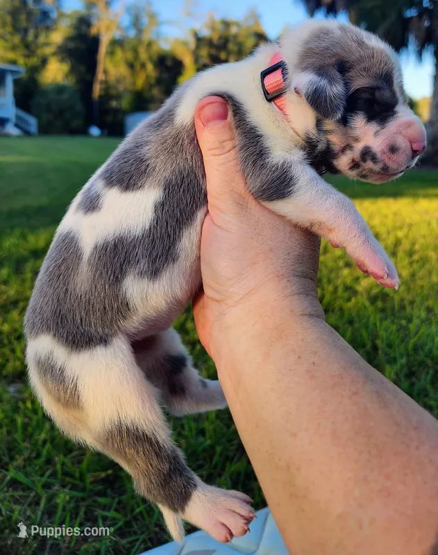 Blue fawn harlequin female – Great Dane puppy for sale in Lake City, FL