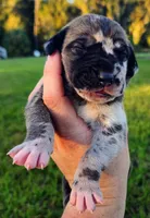Fawn harlequin female, a female Great Dane for sale in Lake City, FL – 5 of 6