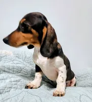 Ben , a male Miniature Dachshund for sale in Lake City, FL – 2 of 4