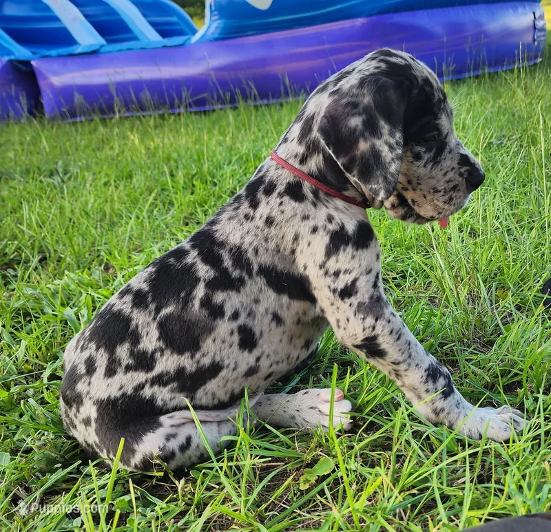 Merle male – Great Dane puppy for sale in Lake City, FL