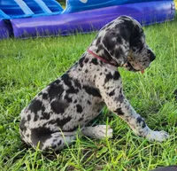 Merle male, a male Great Dane for sale in Lake City, FL – 1 of 4