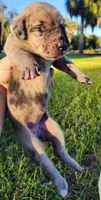 Fawn merle female, a female Great Dane for sale in Lake City, FL – 7 of 8