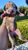 Blue fawn merle female light purple, a female Great Dane for sale in Lake City, FL – 6 of 10