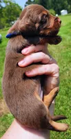 Chocolate and tan long hair male, a male Miniature Dachshund for sale in Lake City, FL – 2 of 4