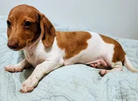 Digger, a male Miniature Dachshund for sale in Lake City, FL – 6 of 6