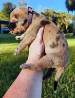 Fawn merle female, a female Great Dane for sale in Lake City, FL – 8 of 8