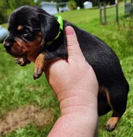 Black and tan female Green, a female Miniature Dachshund for sale in Lake City, FL – 2 of 5