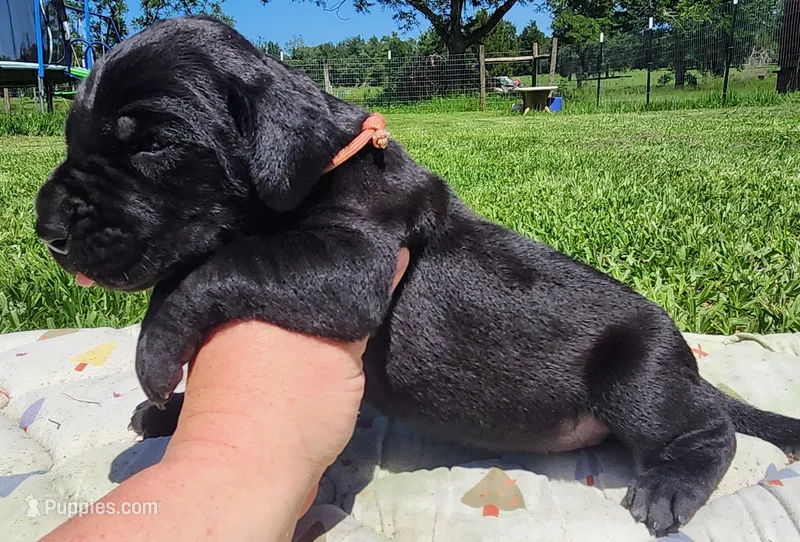 Black female  – Great Dane puppy for sale in Lake City, FL
