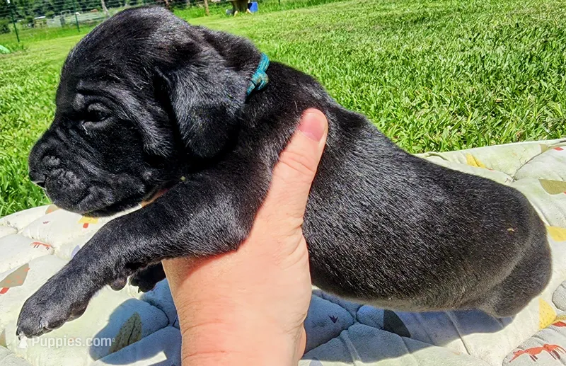 Black male  – Great Dane puppy for sale in Lake City, FL