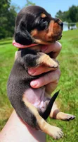 Black and tan pink collar female, a female Miniature Dachshund for sale in Lake City, FL – 2 of 4