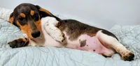 Ben , a male Miniature Dachshund for sale in Lake City, FL – 4 of 4