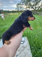 Long hair black and tan male, a male Miniature Dachshund for sale in Lake City, FL – 4 of 5