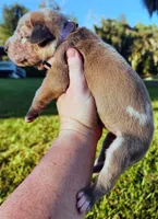 Blue fawn merle female light purple, a female Great Dane for sale in Lake City, FL – 10 of 10