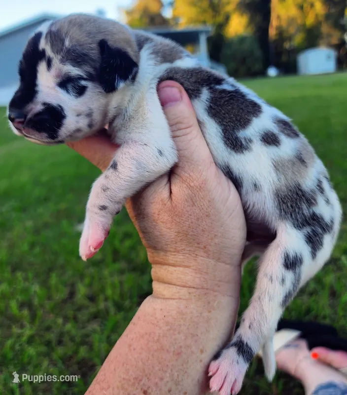 Fawn harlequin male – Great Dane puppy for sale in Lake City, FL