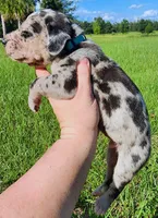 Merle male, a male Great Dane for sale in Lake City, FL – 2 of 6