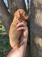 Ivory, a female Miniature Dachshund for sale in Lake City, FL – 5 of 8