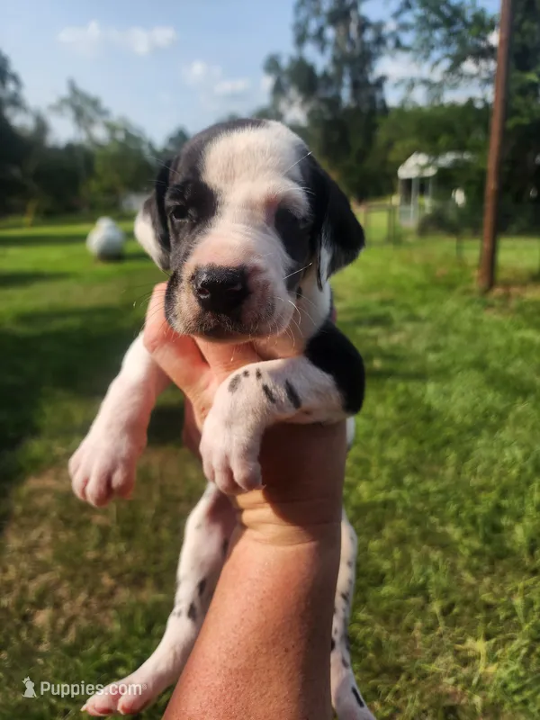 Harlequin male – Great Dane puppy for sale in Lake City, FL