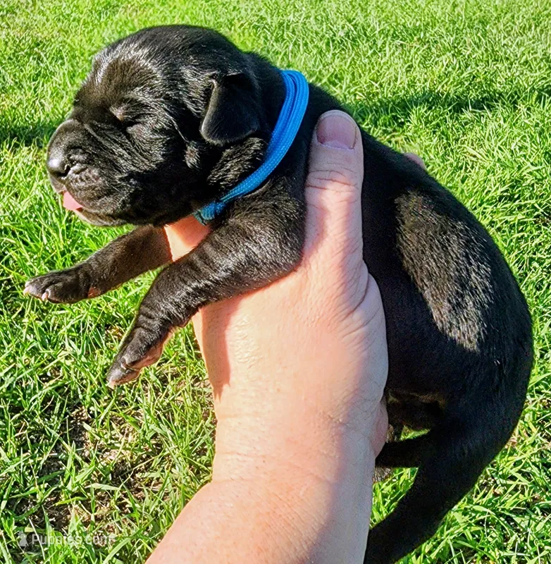 Black male  – Great Dane puppy for sale in Lake City, FL