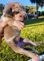 Blue fawn merle female light purple, a female Great Dane for sale in Lake City, FL – 7 of 10