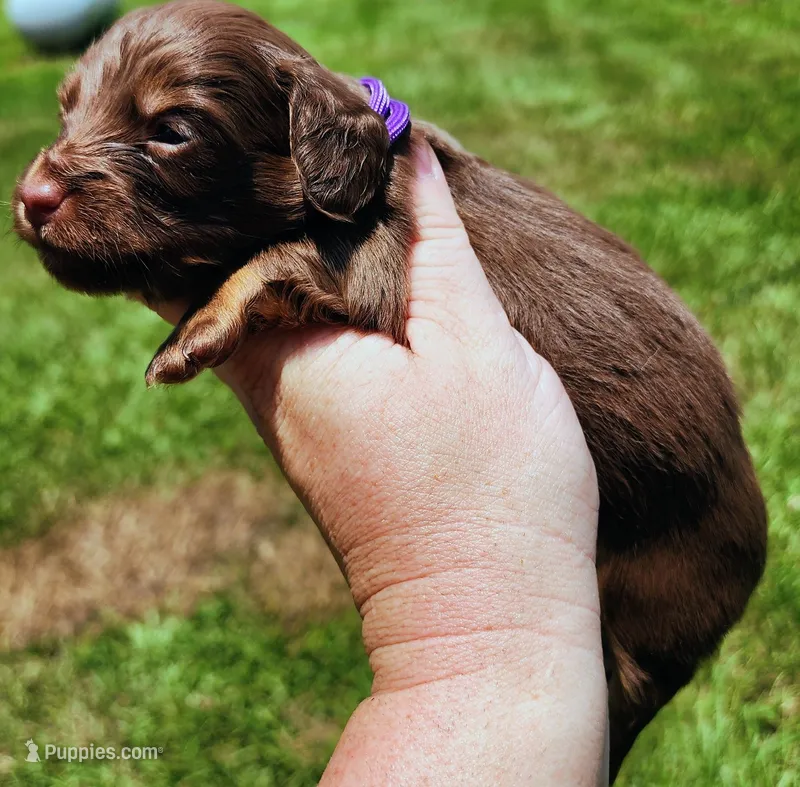 Chocolate and tan long hair female – Miniature Dachshund puppy for sale in Lake City, FL