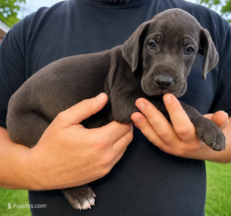 Black Male – Great Dane puppy for sale in Lake City, FL