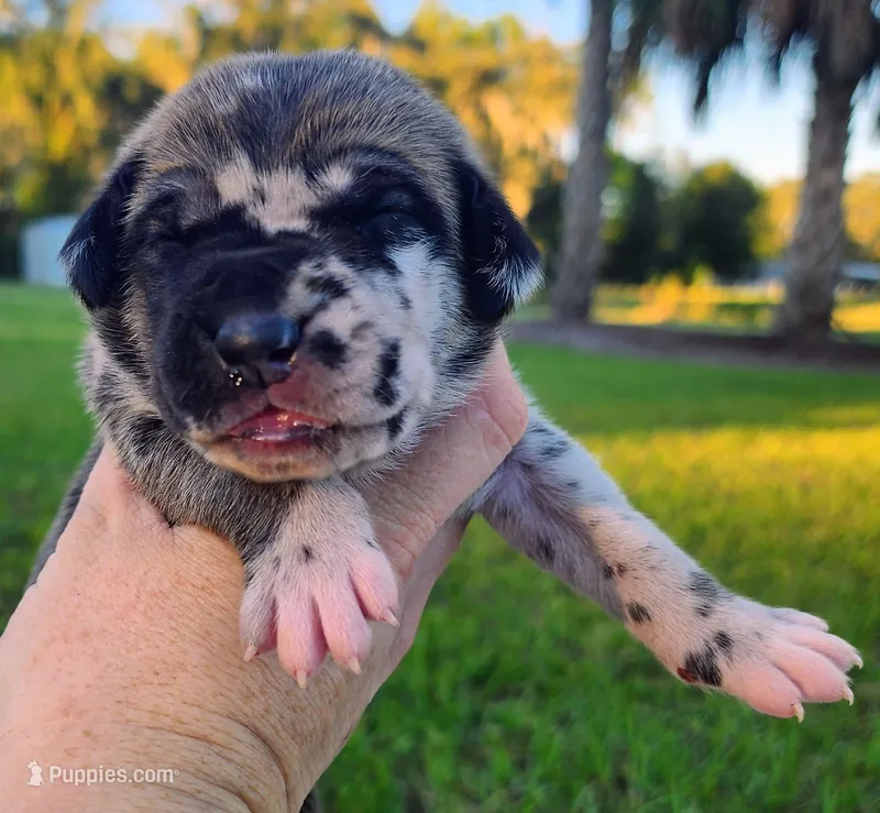 Fawn harlequin female – Great Dane puppy for sale in Lake City, FL