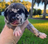 Fawn harlequin female, a female Great Dane for sale in Lake City, FL – 1 of 6