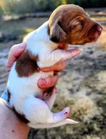 Red dapple pie male , a male Miniature Dachshund for sale in Lake City, FL – Photo 4 of 7