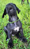 Black male , a male Great Dane for sale in Lake City, FL – 3 of 8