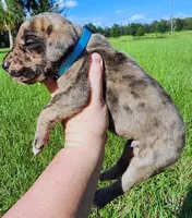 Brindle merle male, a male Great Dane for sale in Lake City, FL – 3 of 6