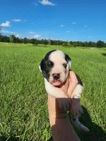 Harlequin Male , a male Great Dane for sale in Lake City, FL – 3 of 4